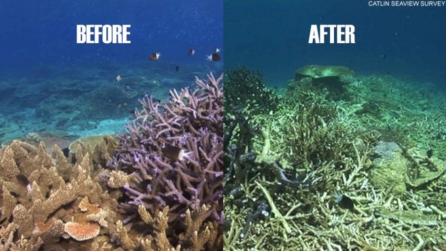 Čím jsou ohroženy korálové útesy?
